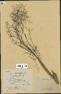 spécimen de Foeniculum vulgare