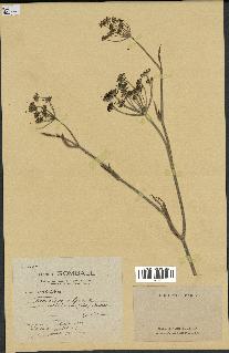 spécimen de Foeniculum vulgare