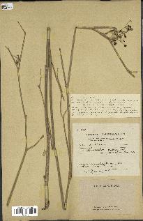 spécimen de Foeniculum vulgare