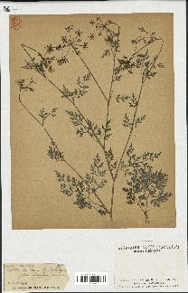 spécimen de Conium maculatum