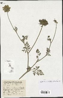 spécimen de Daucus carota