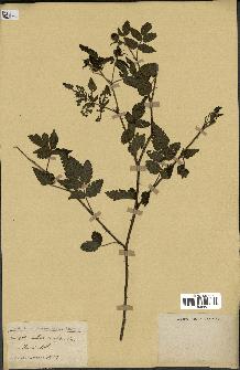 spécimen de Rubus rosaefolius