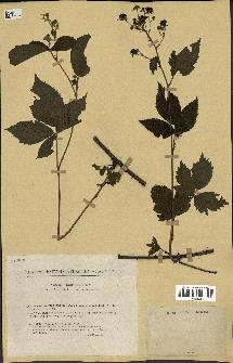 spécimen de Rubus orthocladus