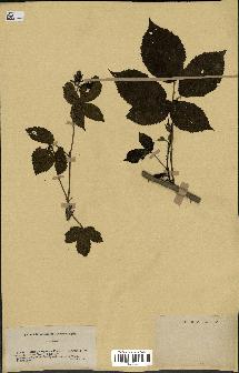 spécimen de Rubus opacus