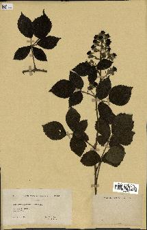 spécimen de Rubus pyramidalis