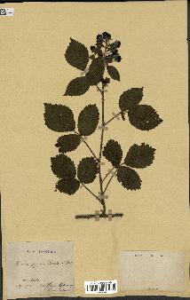 spécimen de Rubus pyramidalis