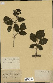 spécimen de Rubus rhamnifolius