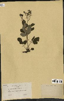 spécimen de Rubus tomentosus