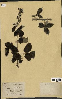 spécimen de Rubus tomentosus x ulmifolius