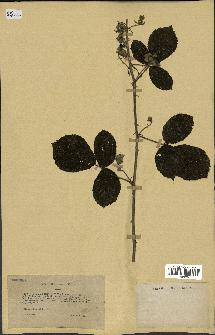 spécimen de Rubus bifrons