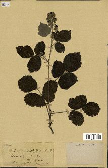 spécimen de Rubus cardiophyllus