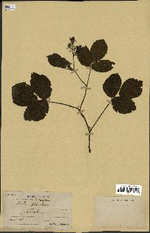 spécimen de Rubus glandulosus