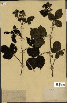 spécimen de Rubus holerythrus