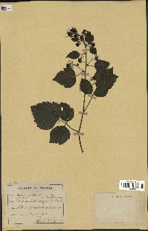 spécimen de Rubus hirtus