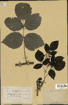 spécimen de Rubus idaeus