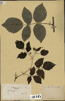spécimen de Rubus idaeus
