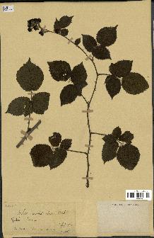 spécimen de Rubus imbricatus