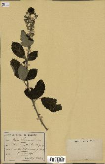 spécimen de Rubus linkianus