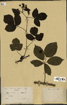 spécimen de Rubus nitidus