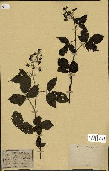 spécimen de Rubus mucronipetalus