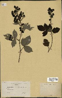 spécimen de Rubus propinquus