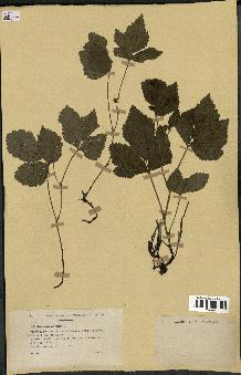 spécimen de Rubus saxatilis