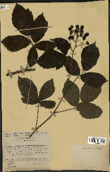 spécimen de Rubus schlechtendalii