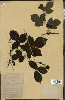 spécimen de Rubus scabripes