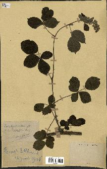 spécimen de Rubus thyrsanthus