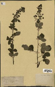spécimen de Rubus tomentosus