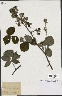 spécimen de Rubus vulnerificus