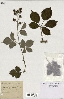 spécimen de Rubus procerus