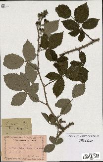 spécimen de Rubus procerus