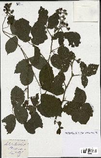 spécimen de Rubus glandulosus