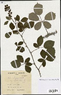 spécimen de Rubus ulmifolius