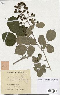 spécimen de Rubus ulmifolius