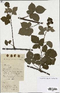 spécimen de Rubus sp.
