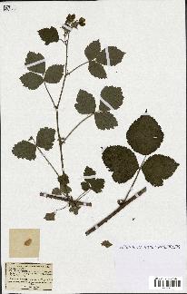 spécimen de Rubus nemorosus