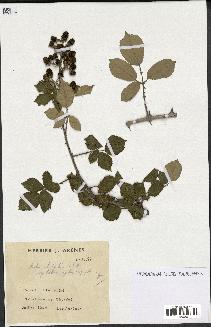 spécimen de Rubus ulmifolius