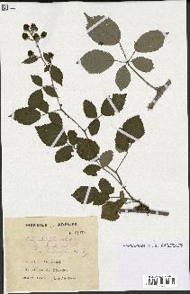 spécimen de Rubus ulmifolius