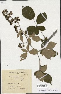 spécimen de Rubus ulmifolius