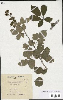 spécimen de Rubus ulmifolius