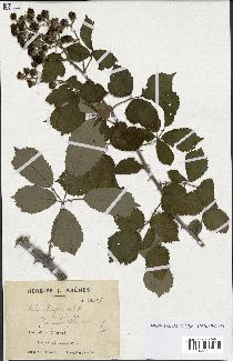 spécimen de Rubus ulmifolius