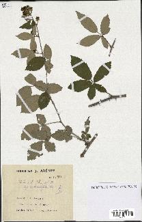 spécimen de Rubus ulmifolius