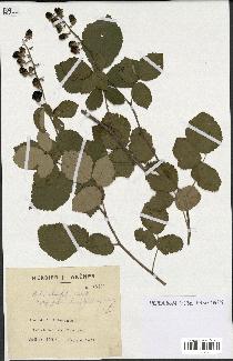 spécimen de Rubus ulmifolius