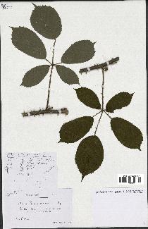 spécimen de Rubus ericetorum