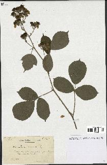 spécimen de Rubus ericetorum