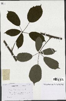 spécimen de Rubus ericetorum