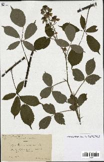 spécimen de Rubus ericetorum