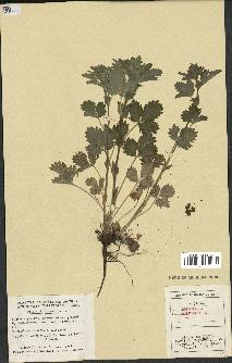 spécimen de Potentilla norvegica